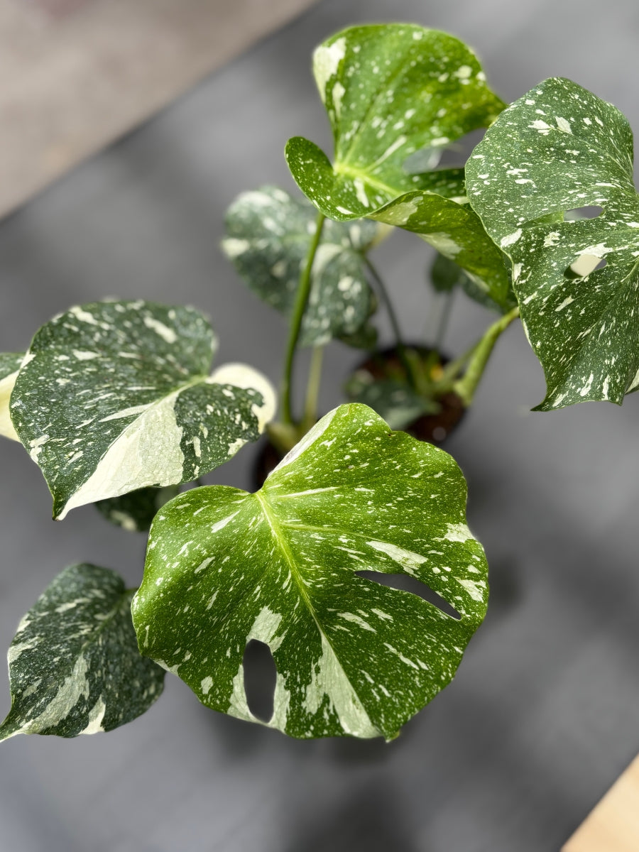 Monstera Deliciosa 'Thai Constellation'